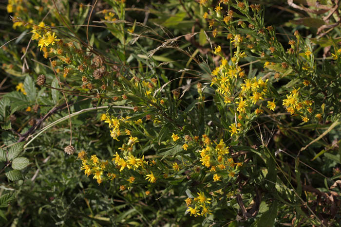 Fiore gradito dalle farfalle - Dittrichia viscosa